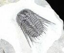 Spiny Leonaspis Trilobite - Morocco #57670-1